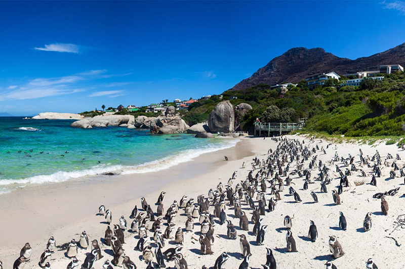 Boulders Beach Cape Town South Africa Llama Travel