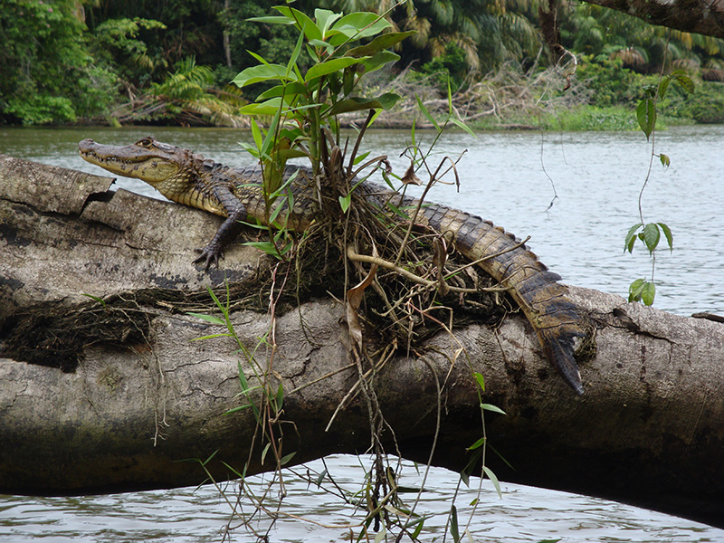 Caiman Amazon rainforest Llama Travel