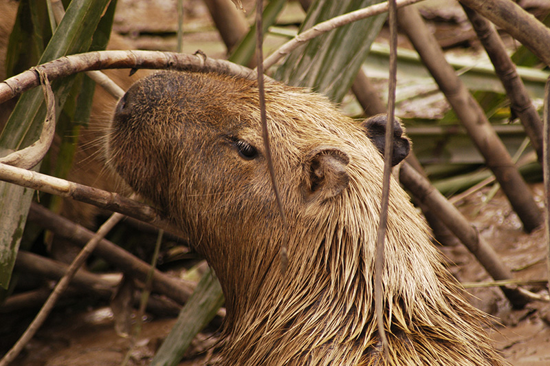 Capybara Amazon Jungle Llama Travel