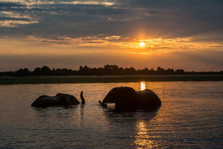 Chobe NP