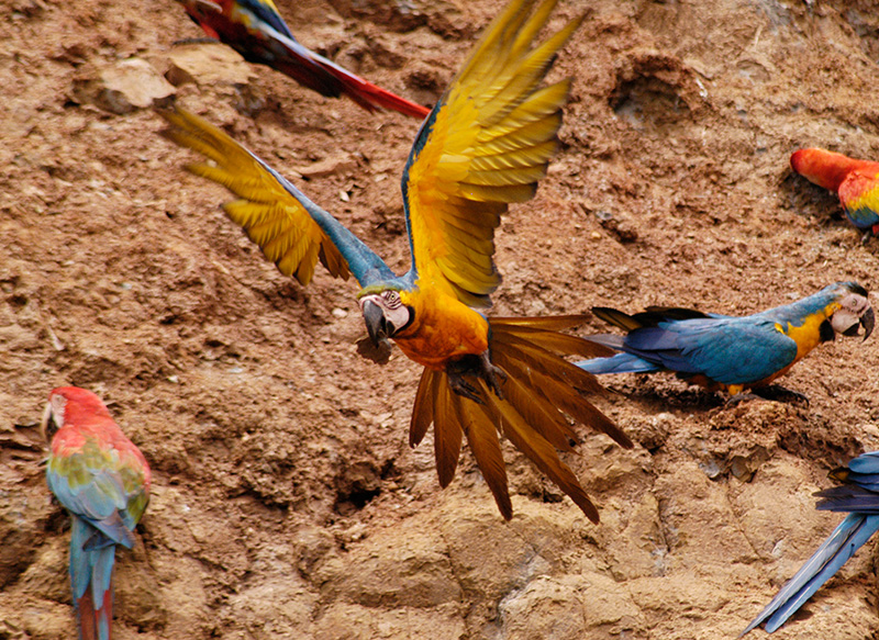 Clay lick Tambopata Research Centre