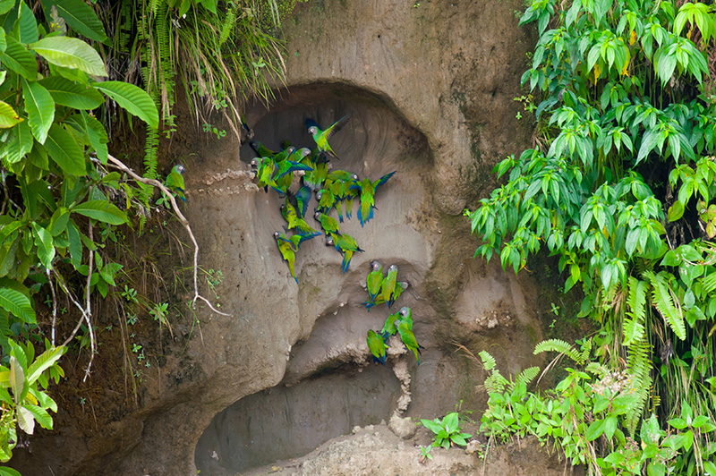 Claylick Amazon Ecuador