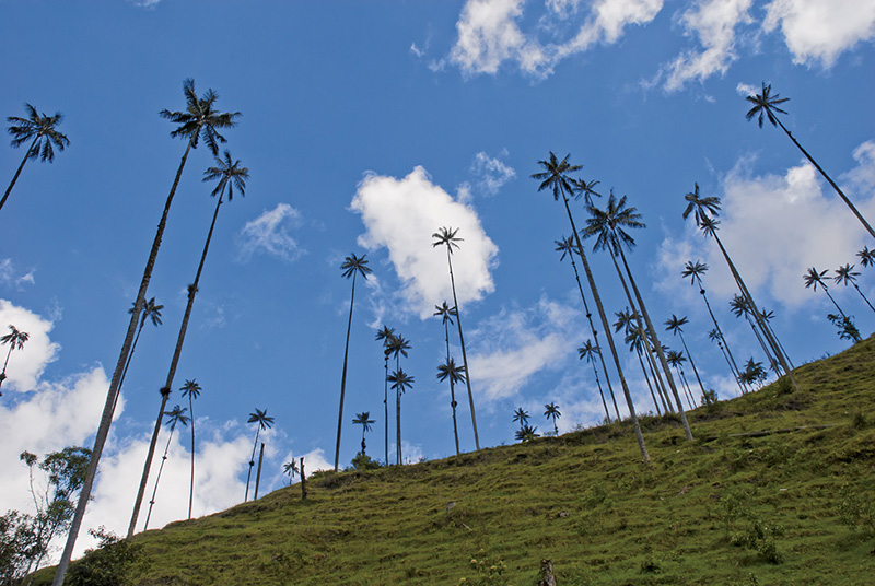 Cocora Colombia