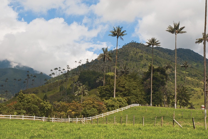 Cocora Valley Colombia Llama Travel