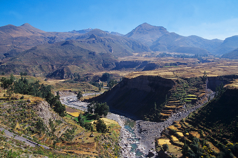 Colca Canyon Peru Llama Travel