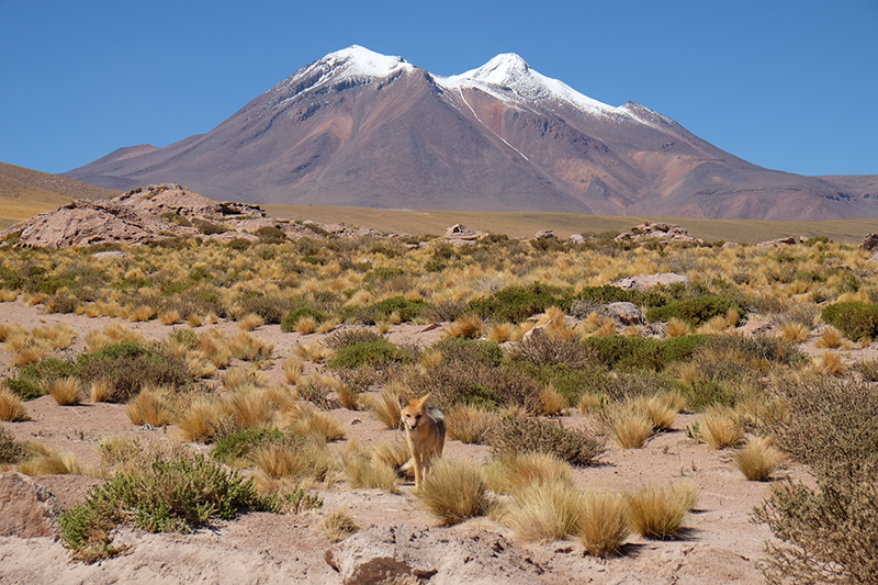 Culpeo Atacama Desert Chile