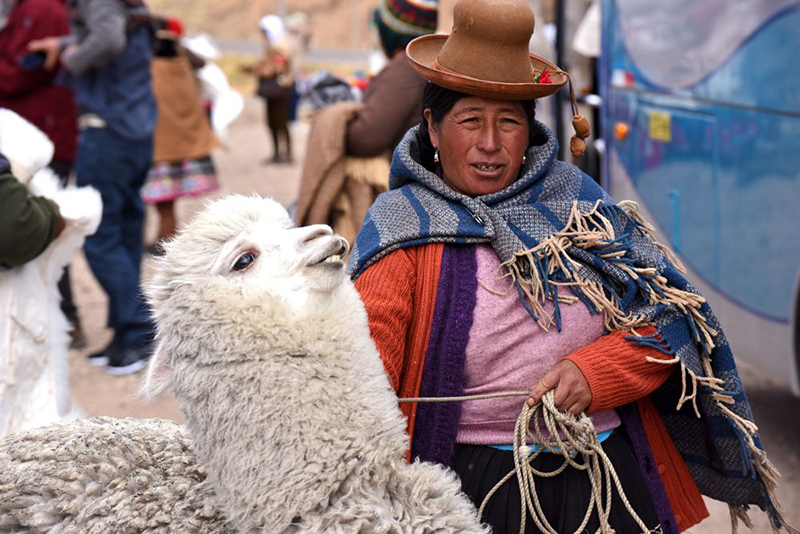 Cusco local with Llama Peru Llama Travel