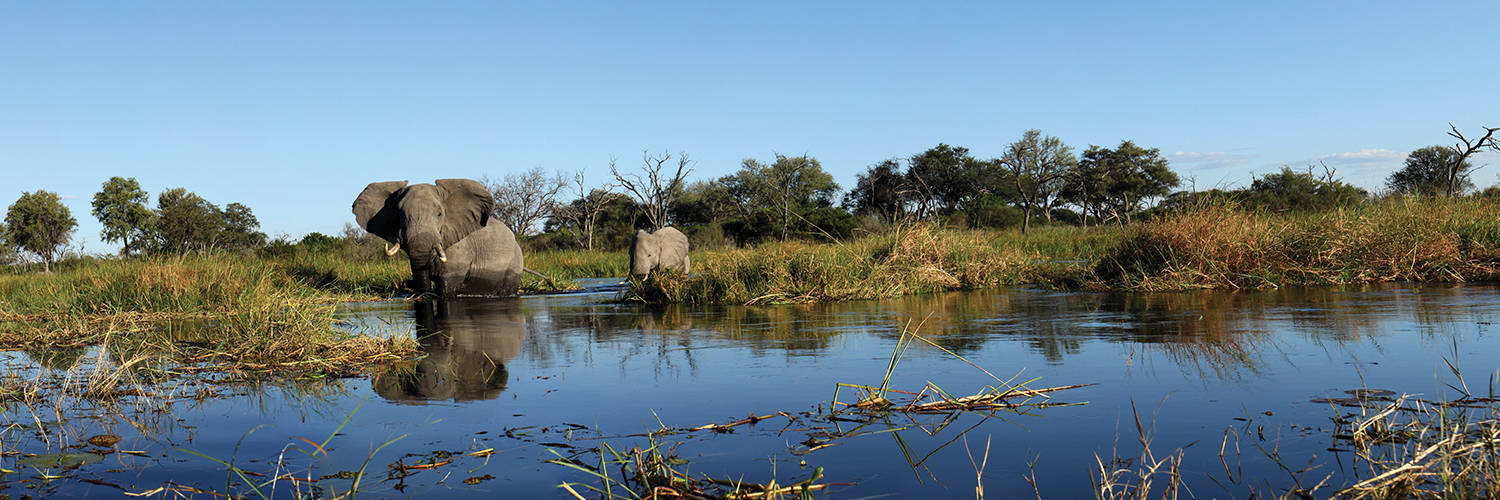 Elephant panorama Botswana