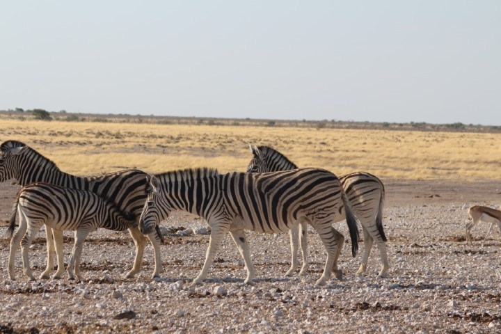 Etosha