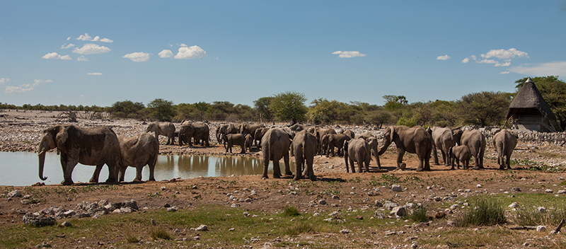 Etosha 17