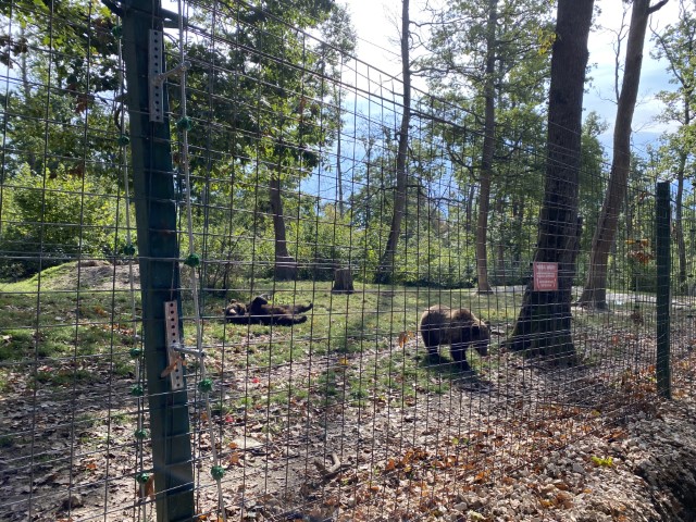 Libearty Bear Sanctuary 11