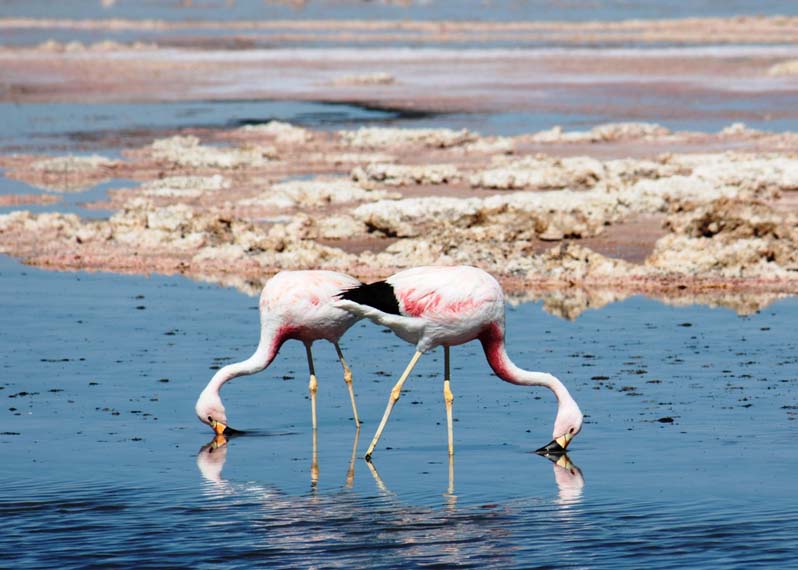 Flamingos in Atacama desert medium