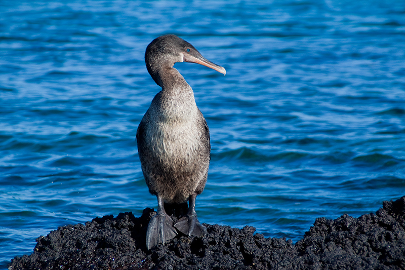 Flightless Cormorant Galapagos