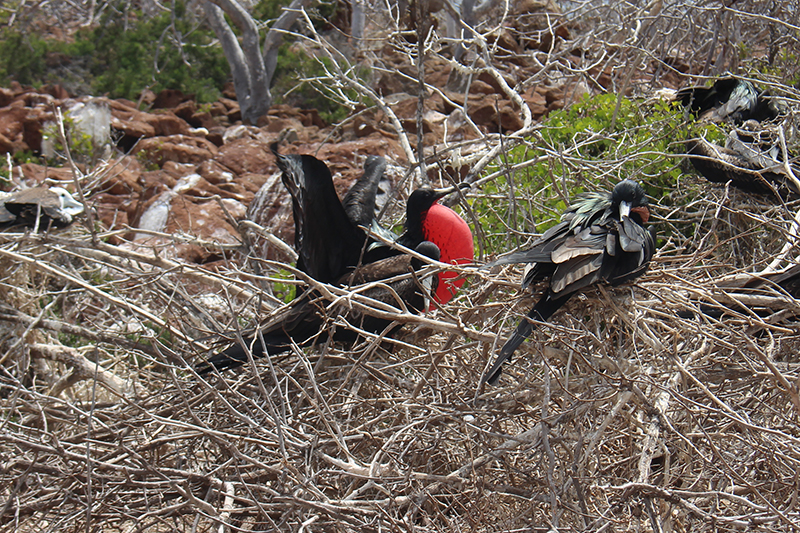 Frigate Bird Galapagos Llama Travel