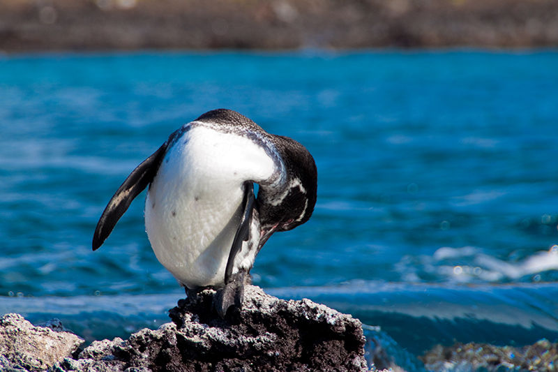 Galapagos penguin