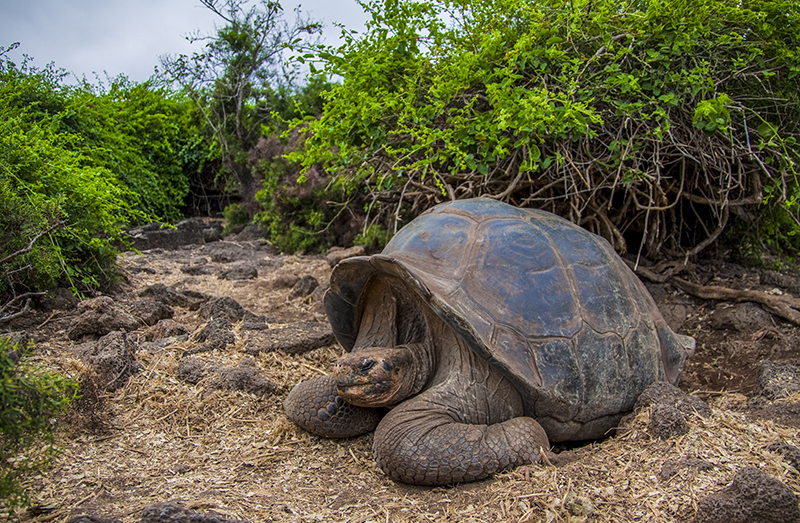 Giant tortoise Galapagos