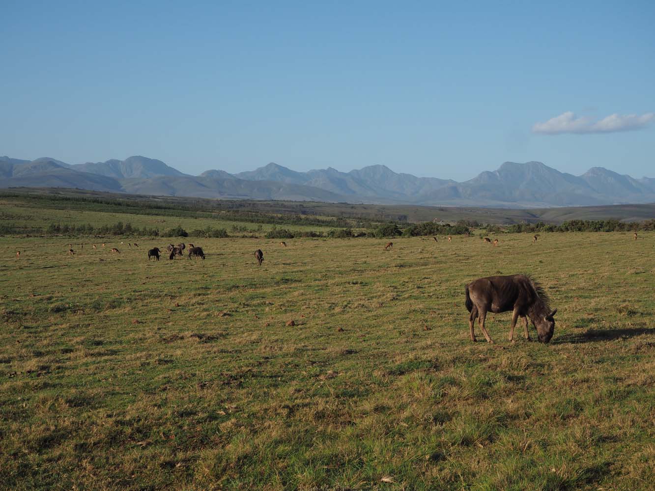 Gondwana South Africa Luca 13