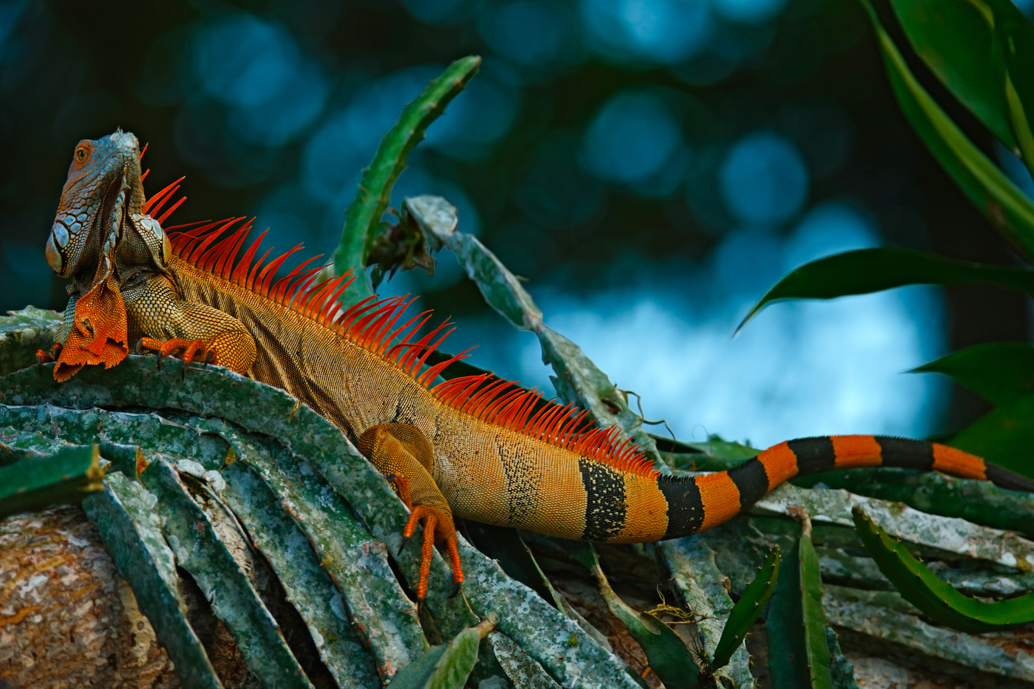 Green Iguana with Orange scales, Corcovado National Park, Costa Rica, Llama Travel