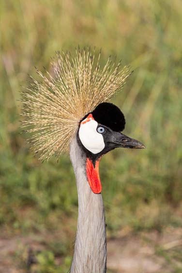 Grey Crowned Crane 2