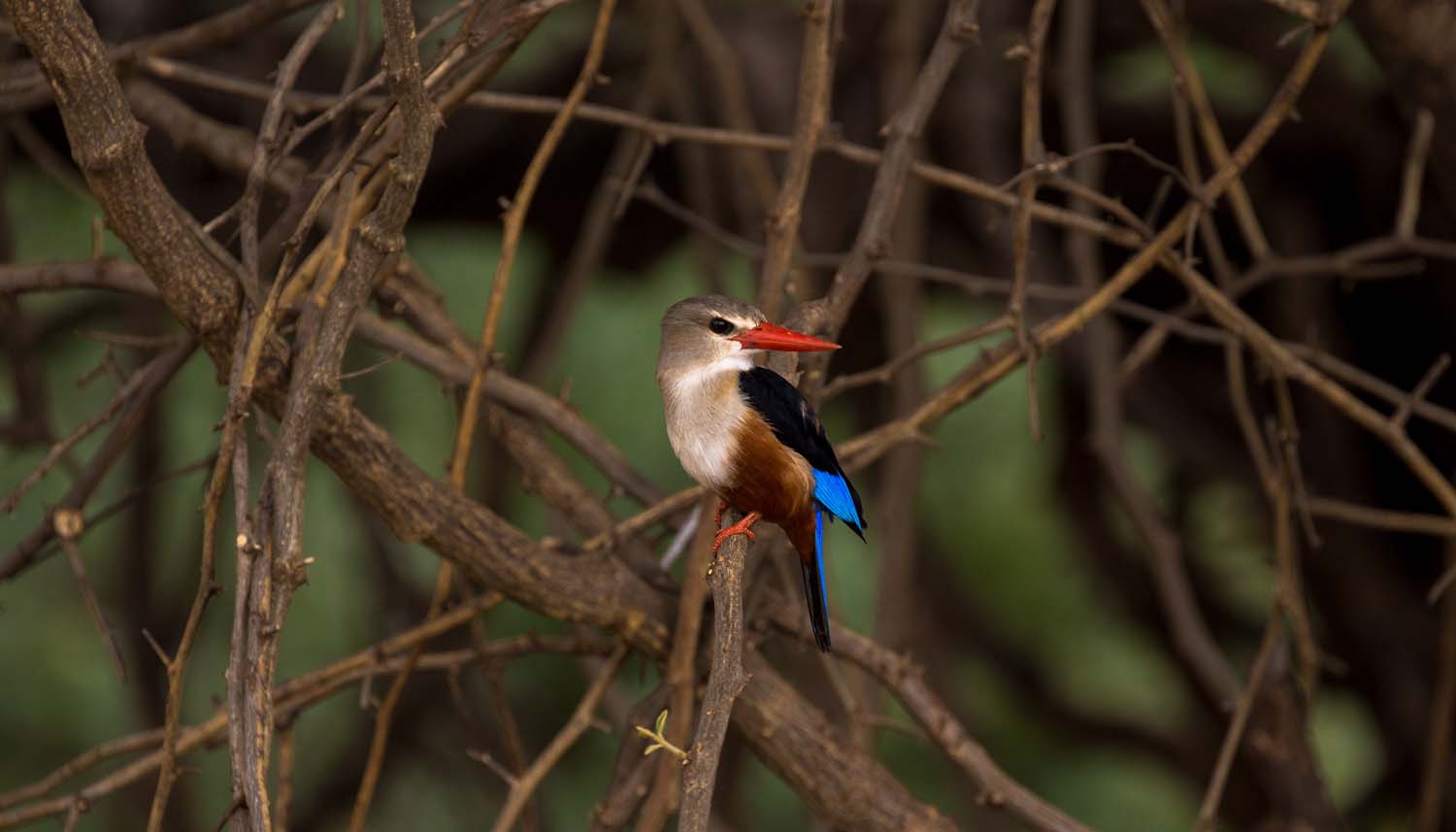 Grey headed Kingfisher