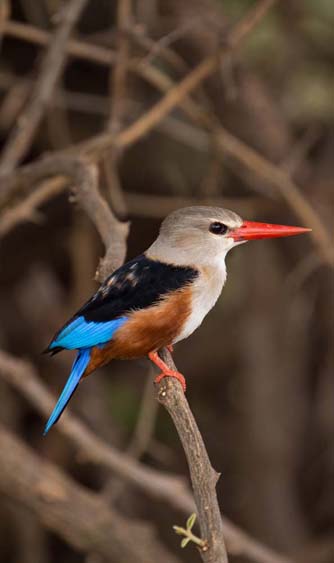 Grey headed Kingfisher 3