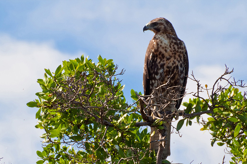 Hawk Galapagos Islands