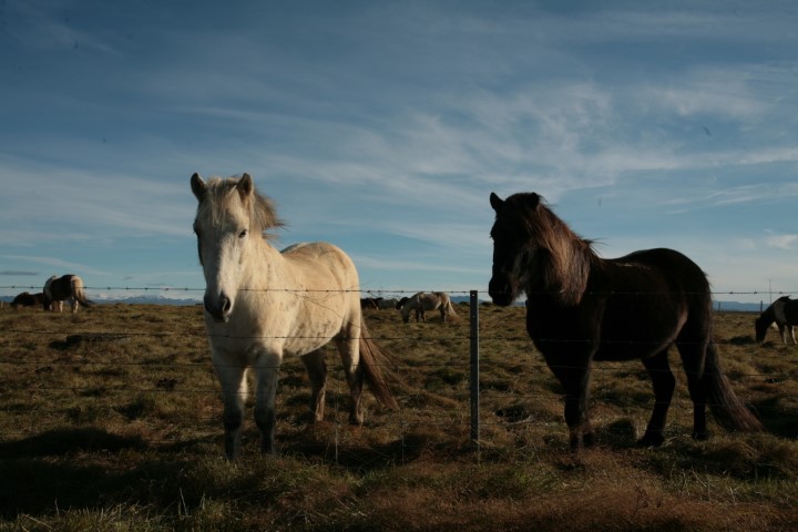 Horses 2