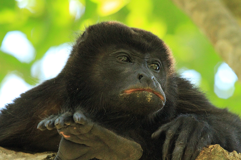 Howler Monkey Corcovado National Park Costa Rica Llama Travel