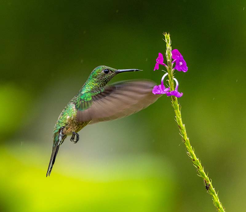 Hummingbird Costa Rica