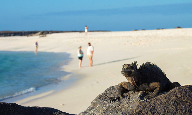 Iguana Galapagos Llama Travel