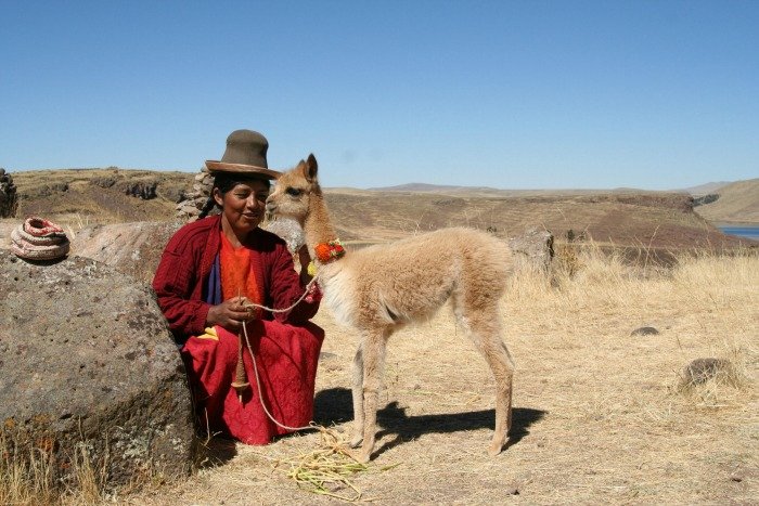 Lady Vicuna Lake Tititcaca Peru Andrew Ross