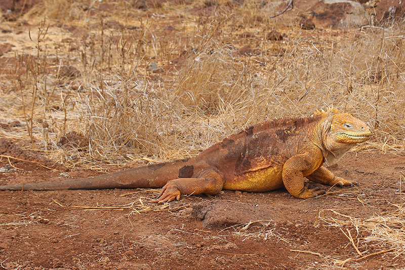 Land Iguana North Seymour Island Llama Travel