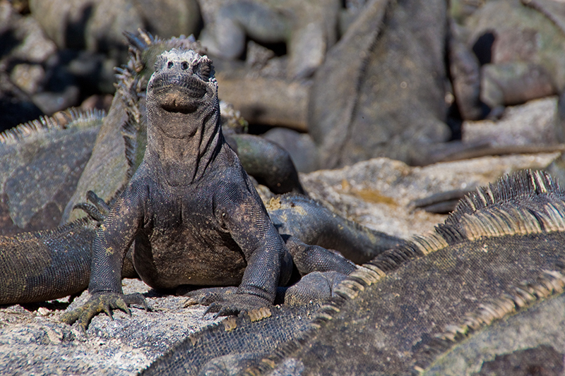 Land iguana Galapagos