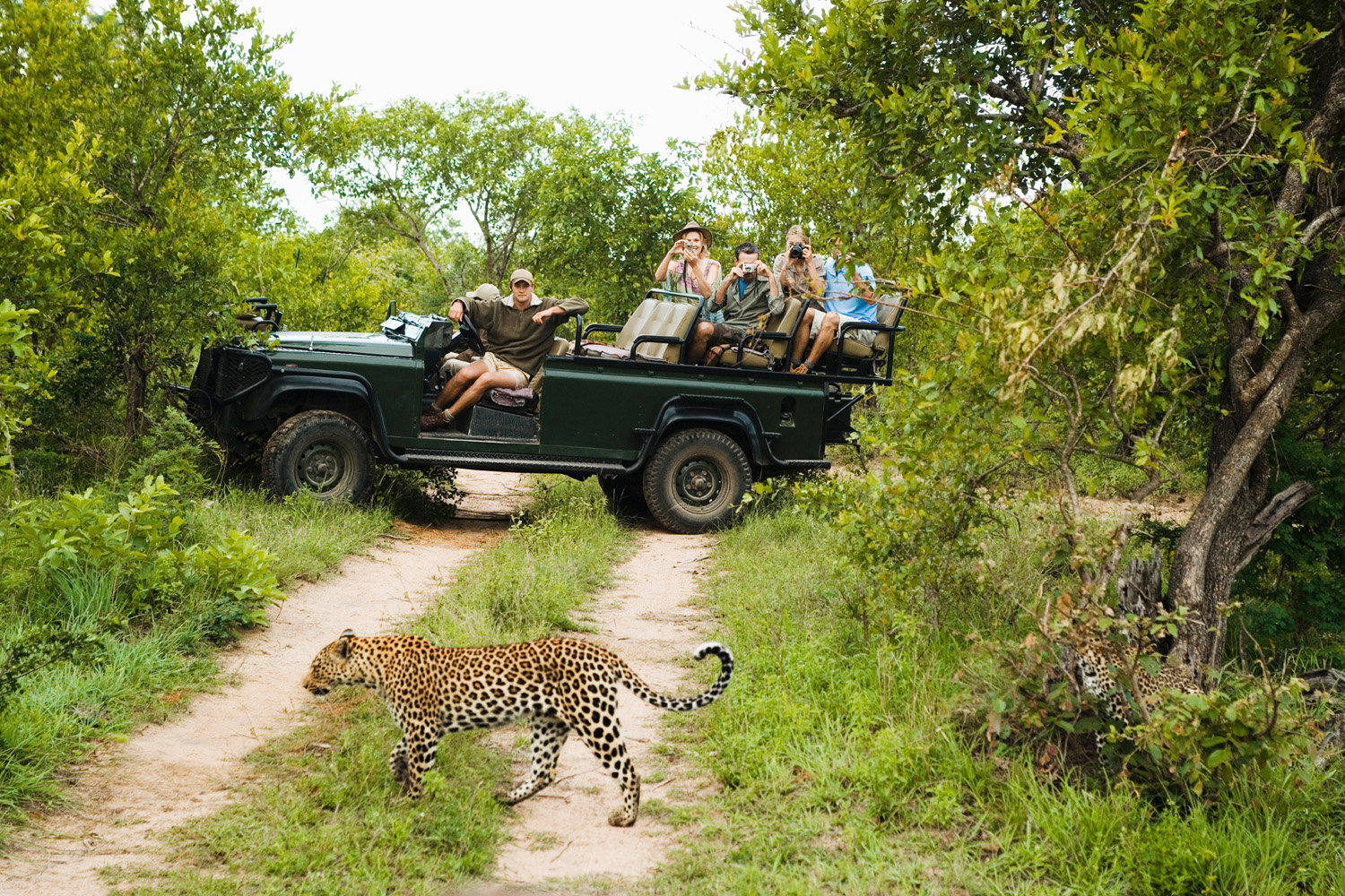 A leopard walking in front of a 4x4 safari vehicle.