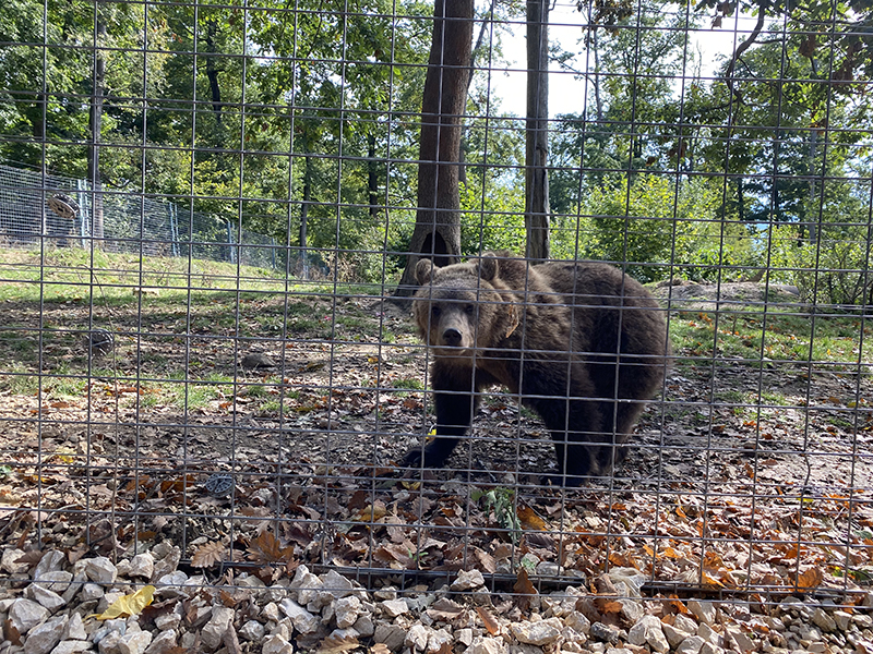 Libearty Bear Sanctuary