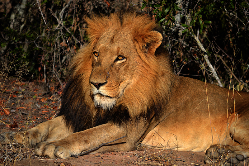 Lion Kruger South Africa Simon Greenwood Unsplash