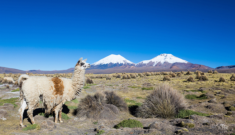 LlamaBolivia Llama Travel