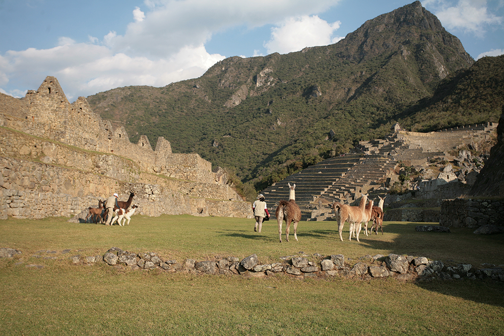 Llamas at Machu Picchu Peru Llama Travel
