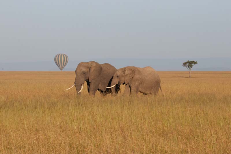 Maasai Mara N. Reserve 75 1