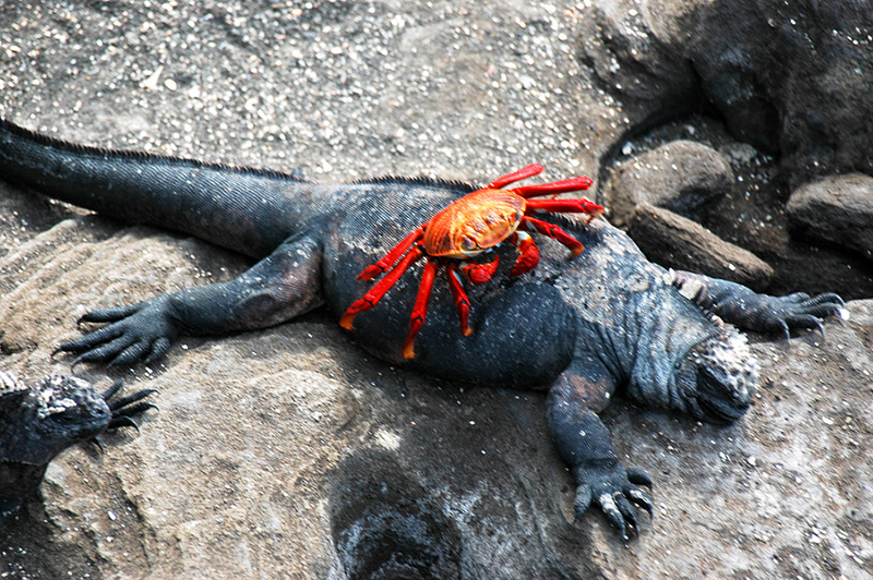 Marine iguana Galapagos