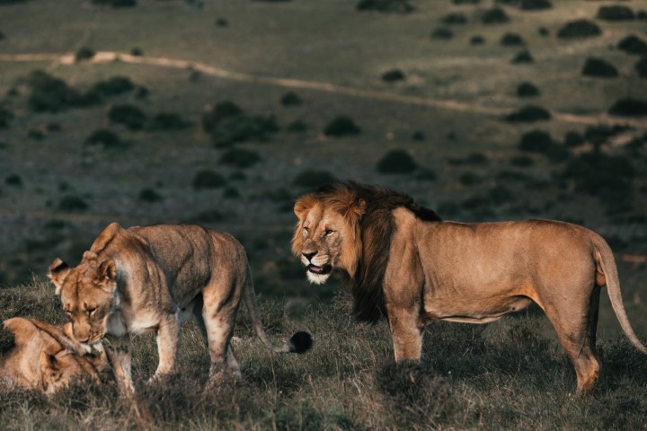 Masai Mara