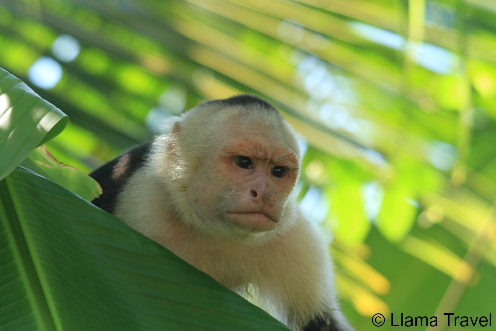 Moneky face 2 Costa Rica Llama Travel