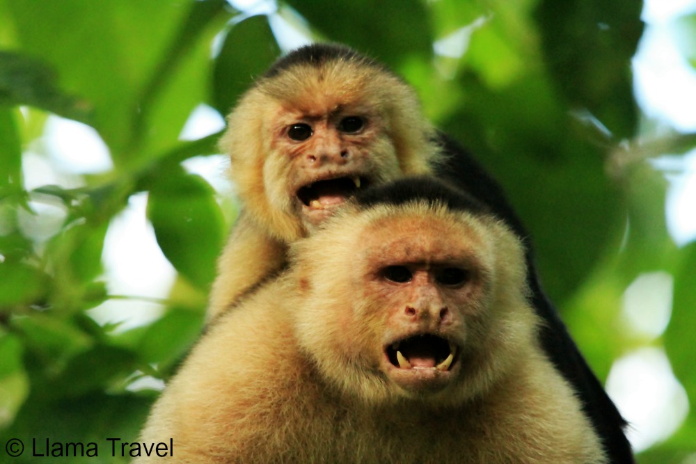 Moneky face 3 Costa Rica Llama Travel