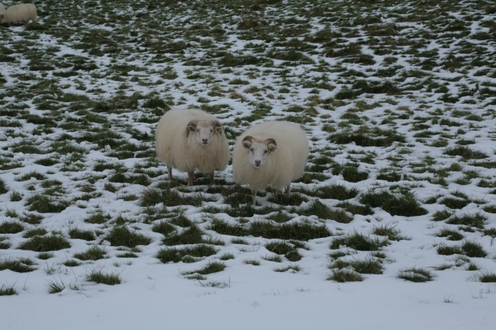 Myvatn sheep