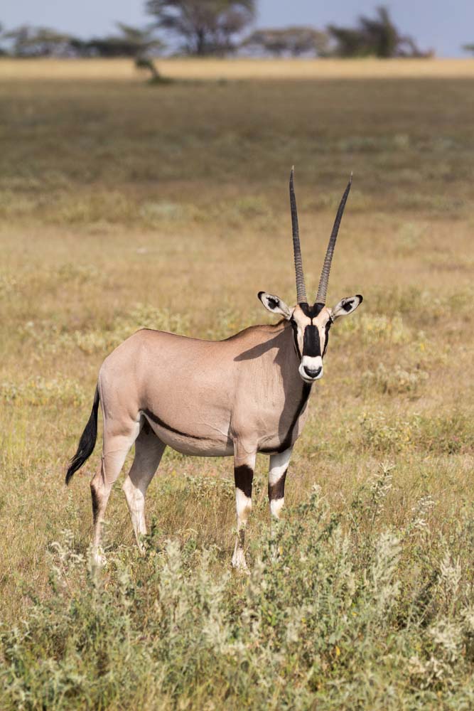 Oryx