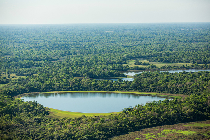 Pantanal Brazil Llama Travel