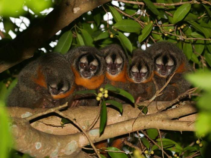 Pantanal wildlife Brazil Mutum Lodge