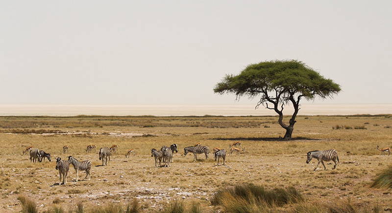 Photo 10 Etosha pan Namibia holidays Llama Travel