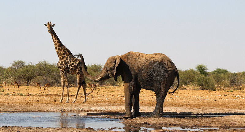 Photo 12 elephant in Etosha Namibia holidays Llama Travel