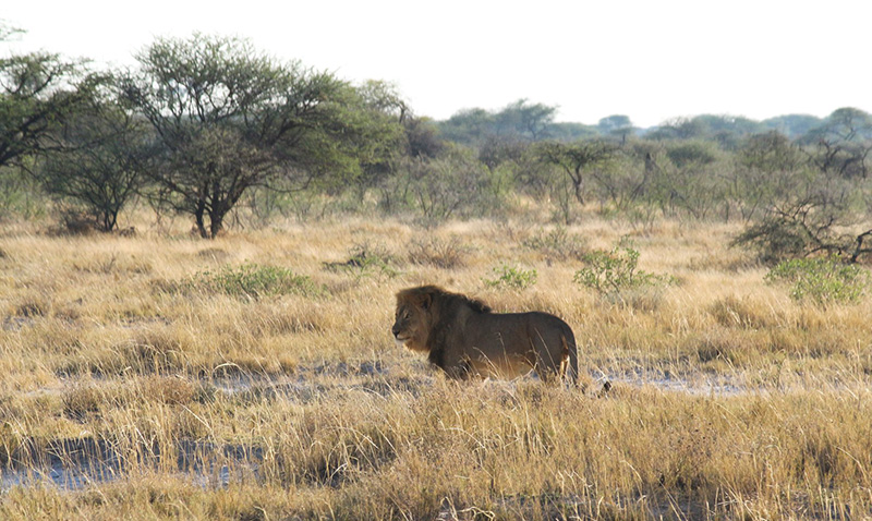 Photo 13 Lion in Etosha Game reserve Namibia holidays Llama Travel